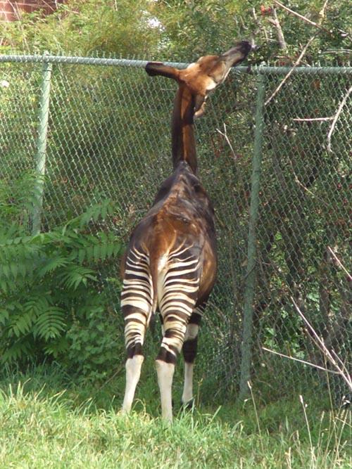 nbspDabā scaronādi fenomeni ir... Autors: Spalvainais Kas ir Okapi?