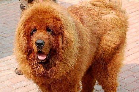 Sarkanais Tibetas dogs jeb... Autors: Agnita Pasaules dārgākais suns