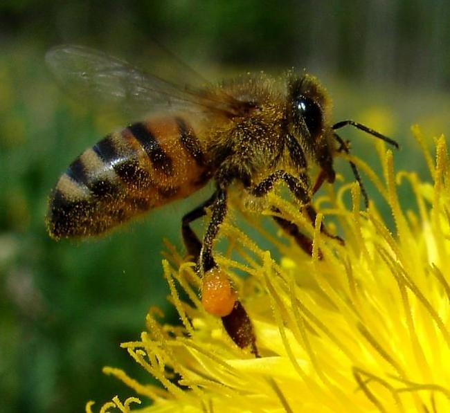 Lai uzteisītu kilogramu medus... Autors: kituka123 Interesanti fakti par dzīvniekiem.