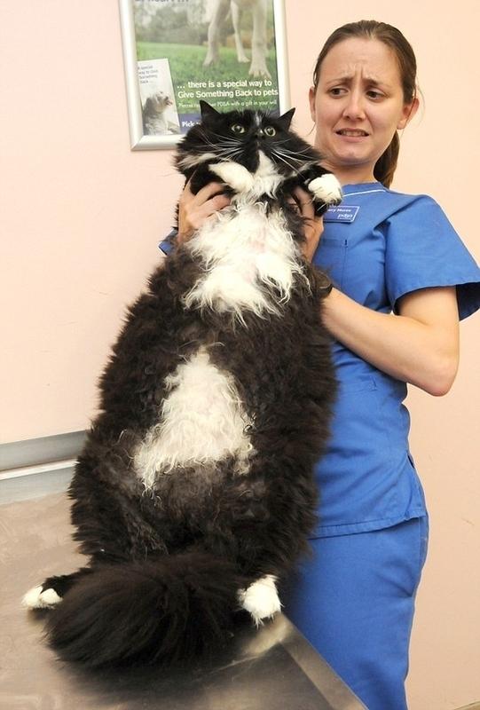 Scaronis lielais kaķis Autors: INeverLie 31 bilde, kas jāredz pirms tu mirsti