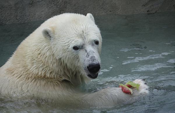 Scaronis polārlācis ar arbūza... Autors: INeverLie 31 bilde, kas jāredz pirms tu mirsti
