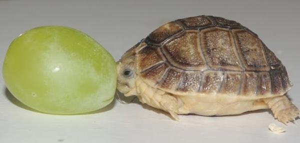 Scarono bruņurupucītikas ir... Autors: INeverLie 31 bilde, kas jāredz pirms tu mirsti