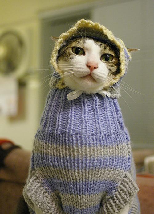 Scaronis kaķis ar džemperi Autors: INeverLie 31 bilde, kas jāredz pirms tu mirsti