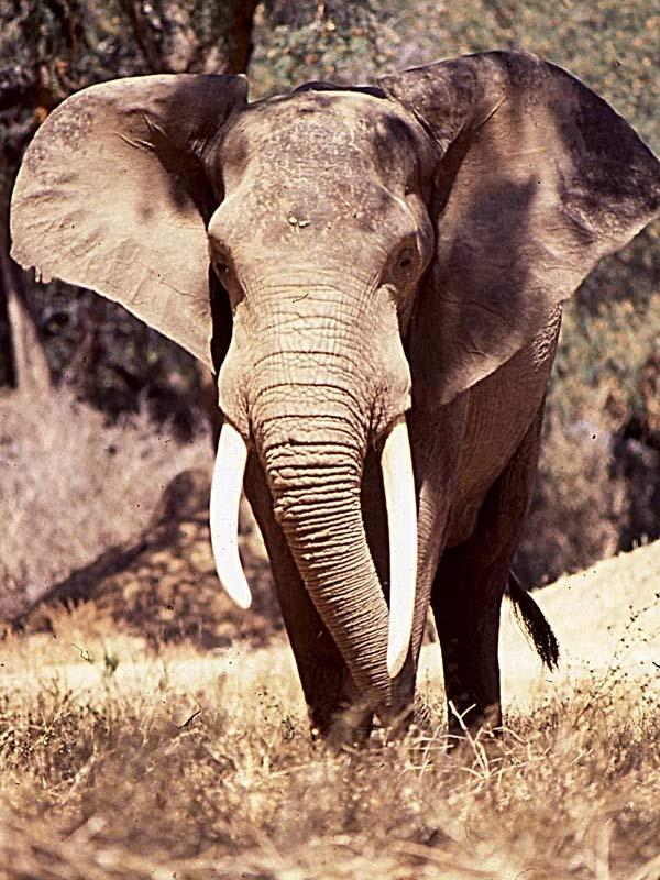 7 Elephant African Elephants... Autors: racoon Top 10 Most Deadly Animals