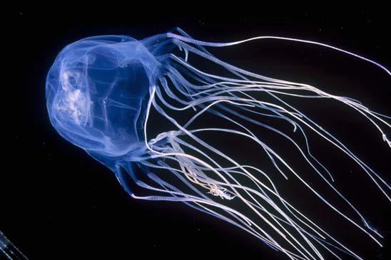 3 Box Jellyfish Also known as... Autors: racoon Top 10 Most Deadly Animals