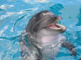 Delfīni guļ ar vienu atvērtu... Autors: peciiite Interesanti fakti pair dzīvniekiem.