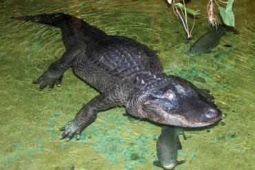 Misisipī aligators gandrīz bez... Autors: Brīnišķīgais Jānis Šādi un tādi FAKTI  #2