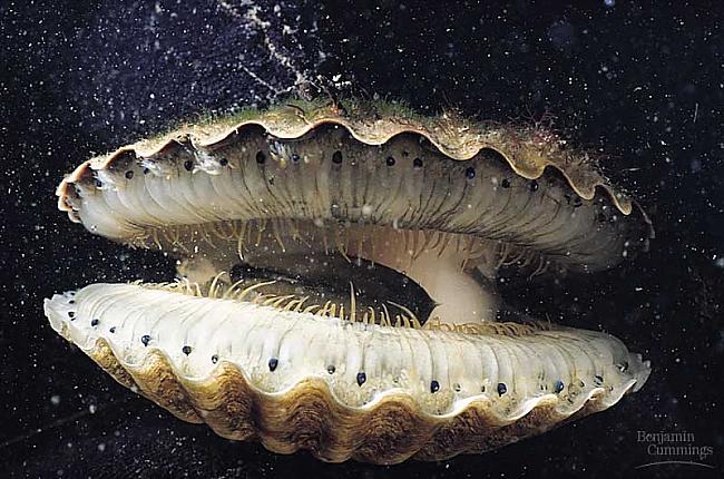 nbspDziļūdens gliemeneGarums... Autors: Brīnišķīgais Jānis Dzelmes milzeņi!