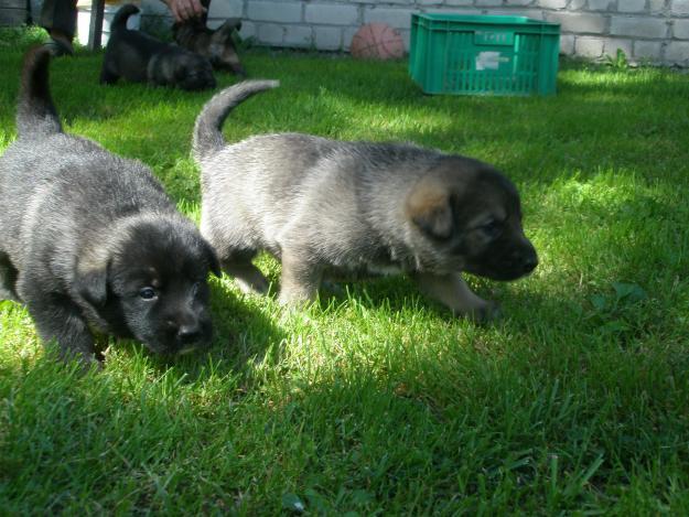 2 2 mazie jaukie kucēni Autors: Mazā Slepkava Lietus(6turpinājums !)