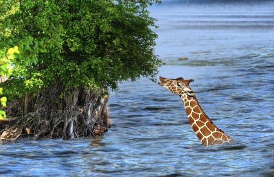 Žirafes nemāk peldēt bet vai... Autors: LNT Degpunkts Pārsteidzoši fakti 2 !!!
