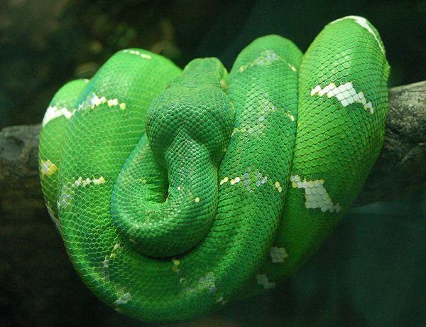7 The Emerald Tree Boa ... Autors: Ķūūūlītis Top 10 pasaules skaistākās čūskas.