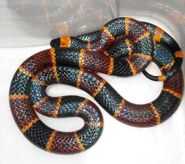 3 Eastern Coral Snake ... Autors: Ķūūūlītis Top 10 pasaules skaistākās čūskas.
