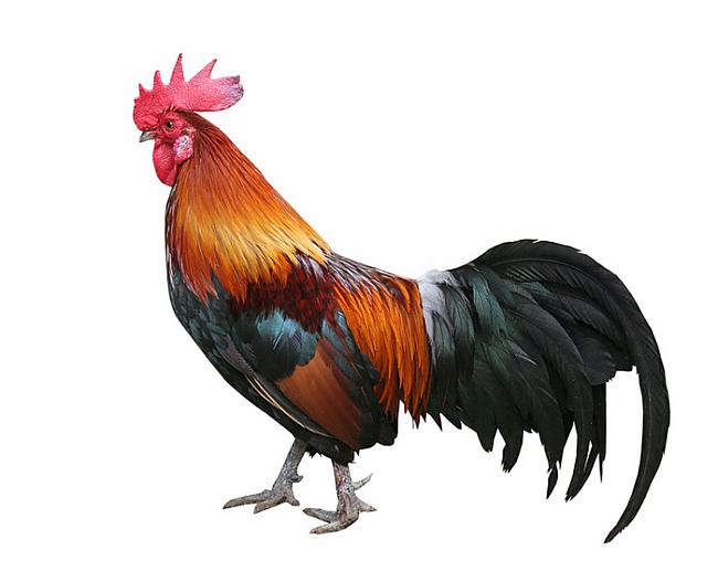 Roosters cannot crow if they... Autors: MegaEinsteins google tulkotājs