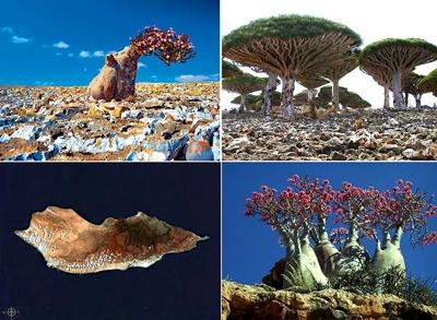 Socotra ir maza saliņa uz... Autors: Porcelāns 10 pasaules brīnumi