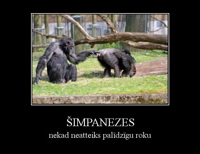  Autors: wiesulis šimpanezes