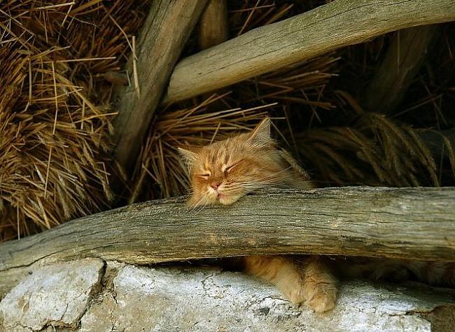 Kaķa nervozitāti nodod ausis ... Autors: Chaangalis 45 interesanti fakti par kaķiem