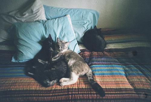  Autors: Fosilija party with kittens.