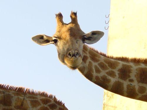 Kā var ielikt žirafi... Autors: f0rtun4iks neliels testiņš ;D