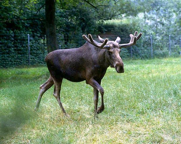 Alnis Autors: anmaneanda Dzīvnieki Latvijas mežos.