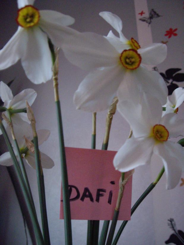 Ziedi ar zīmīti Autors: dafi Baltie ziedi