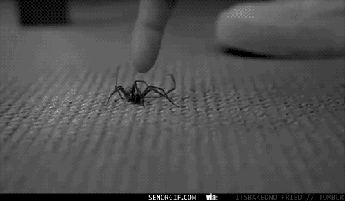 Steroīdu salietojies zirneklis... Autors: redbulis Smieklīgi un sāpīgi gifi!