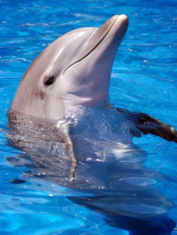 Delfīni guļ ar vienu atvērtu... Autors: smiler Interesanti fakti