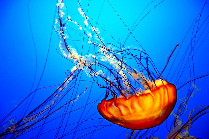 Medūza sastāv no 95 ūdens Autors: smiler Interesanti fakti