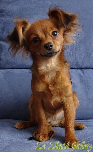 garspalvains puika Autors: minihipijs russian toy terrier
