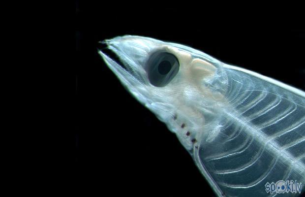 Leptochephalus Eel Autors: Floresia Okeāna Dzīles. (1.daļa)