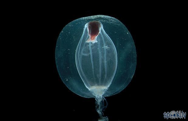 Calycopsis Borchgr Autors: Floresia Okeāna Dzīles. (1.daļa)