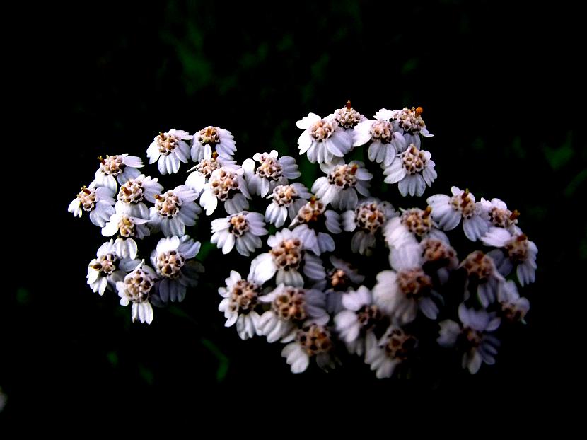 Ja viens zieds nozīmē  labu... Autors: sapesprieksunasaras Makro fotogrāfija
