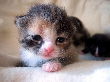  Autors: Fosilija Cute Kittens