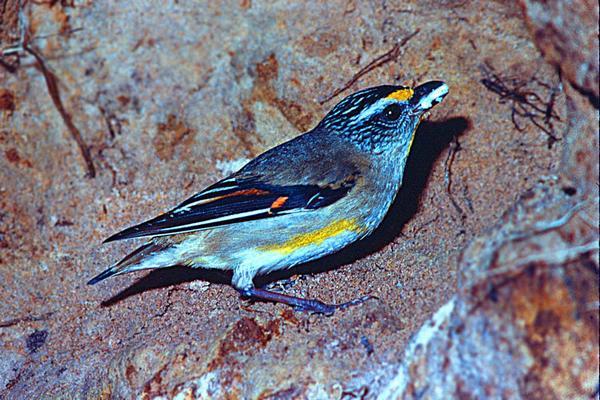 The Pardolates  Garums911 cm... Autors: madeinlatgaleD Pasaules 10 mazākie putni