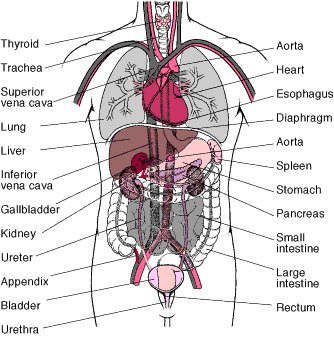 Primārais smadzeņu audzējs... Autors: InXx Smadzeņu audzējs
