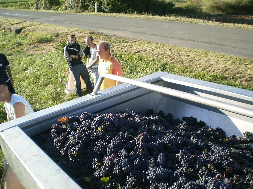 savāktās vīnogas  piekabes... Autors: azulum kā vāc vīnogas Francijā