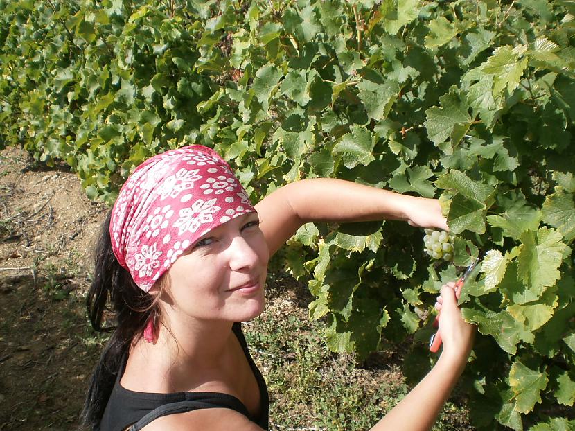 šādi apmēram notiek vīnogu... Autors: azulum kā vāc vīnogas Francijā