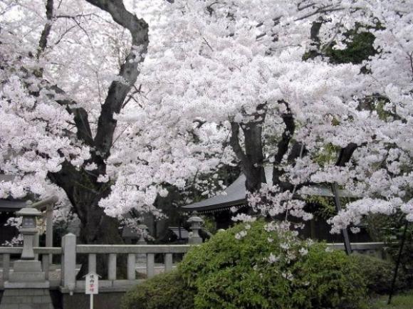 Sakuras ir japāniešu ķirši un... Autors: vitux Noslēpumainā Japāna