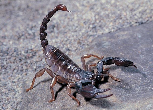 Skorpiona kodiens nozīmē nāvi... Autors: Alter Ego Populārākie mīti - apgāzti!!!