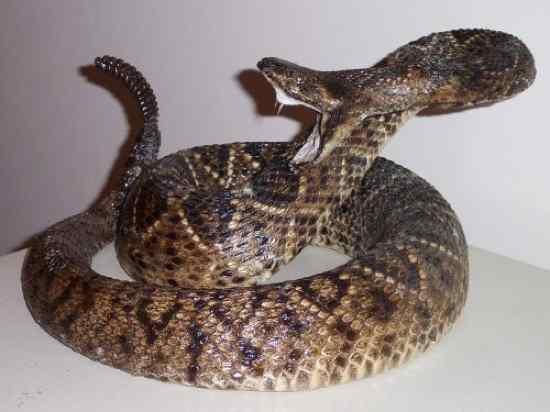 Rattlesnake Klaburčūska 10... Autors: qfd2 10 indīgākās čuskas pasaulē.