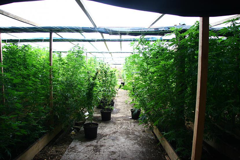 Autors: xx Salduū fermā izaudzē marihuānu 7,2 miljonu latu vērtīb