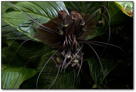 Melnā ķīniescaronu... Autors: EziitisPsihopaats 10 šausmīgi augi, kuriem nevajadzētu eksistēt