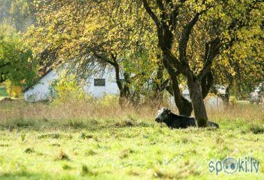  Autors: ZUMA Sirmgalves pagalmā trīs nedēļas trūdējis govs līķis.