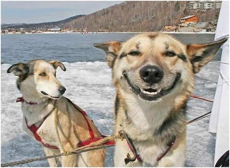  Autors: smileDD Smieklīgākās suņu sejas.