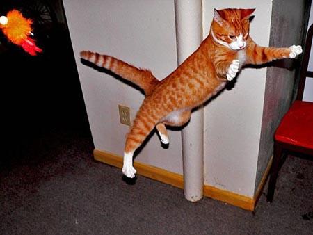 Šie ir retie lidojošie... Autors: Boņdžo Lidojoši kaķi !