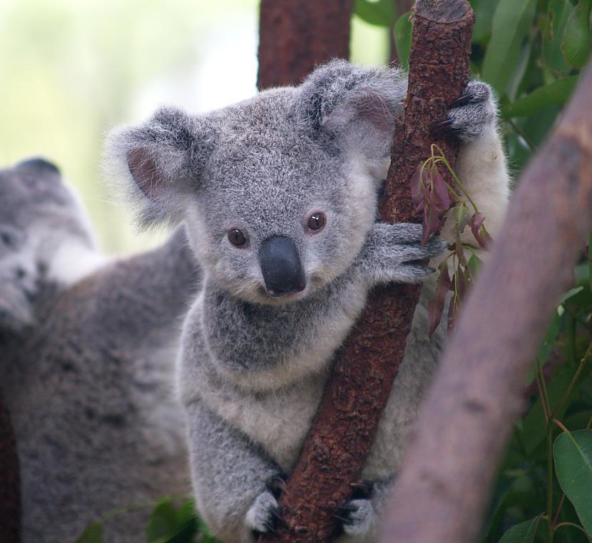  Koalas  šie mīļie radījumi ir... Autors: Fosilija Ceļo laikā - Austrālija!