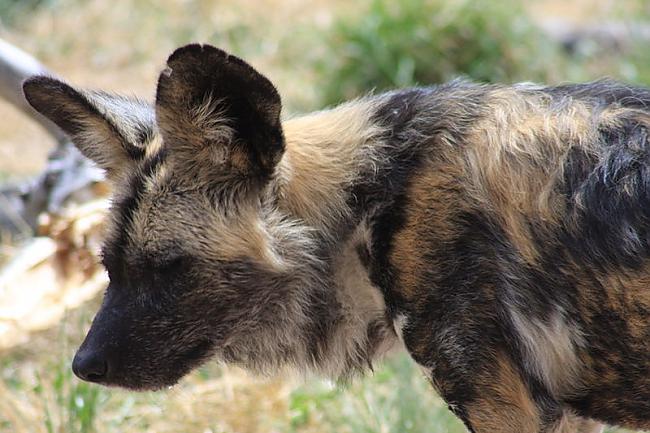 Āfrikas savvaļas suns nejaukt... Autors: Fosilija Drīz viņu nebūs.