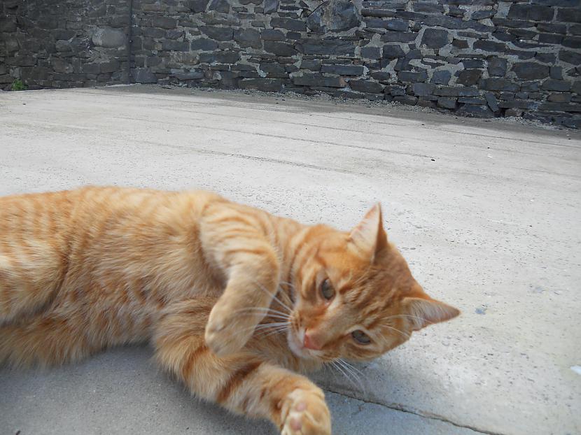 Vietējas velsiešu Ginger kaķis Autors: bacteria Mani foto