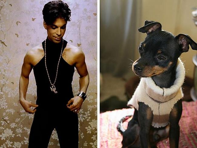 Prince Miniature Doberman Autors: Foxmens Slavenibas un zveri