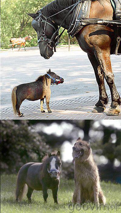 Pasaules mazākais zirgs Autors: R1DZ1N1EKS Top 10 pasaulē mazākās lietas! :)