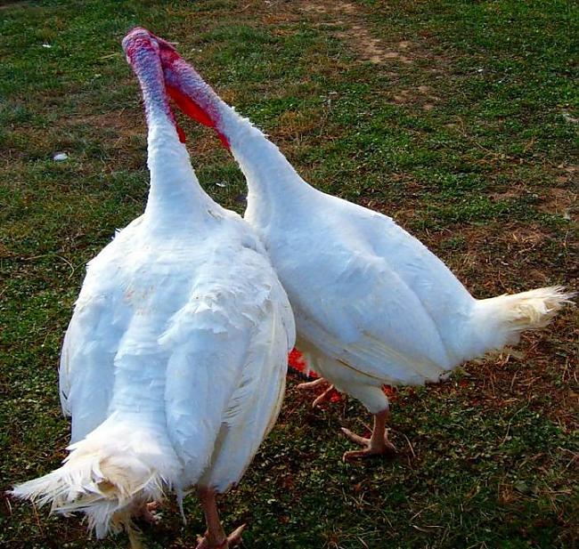  Autors: Linchiks16 Pāris interesantas bildes 5dienai!!